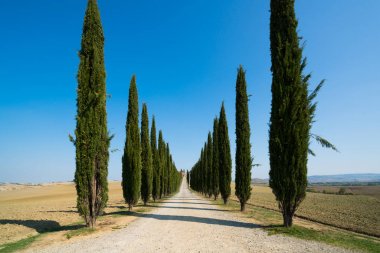 Tuscany manzara selvi ağaçları yolun İtalya.