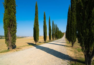 Tuscany manzara selvi ağaçları yolun İtalya.