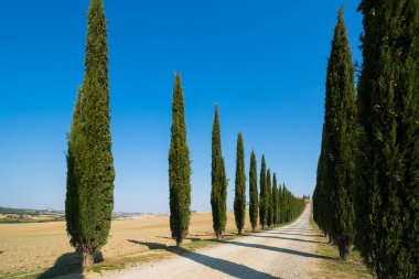 Tuscany manzara selvi ağaçları yolun İtalya.