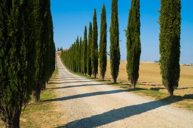 Tuscany manzara selvi ağaçları yolun İtalya.