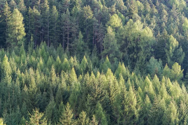 Bosque verde de abetos y pinos paisaje . — Foto de Stock