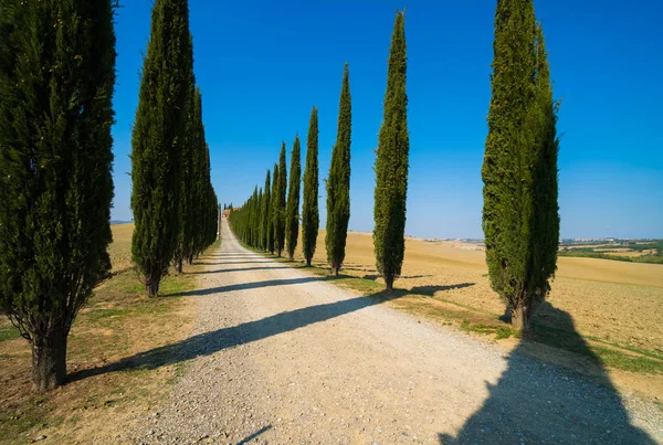 Tuscany manzara selvi ağaçları yolun İtalya.