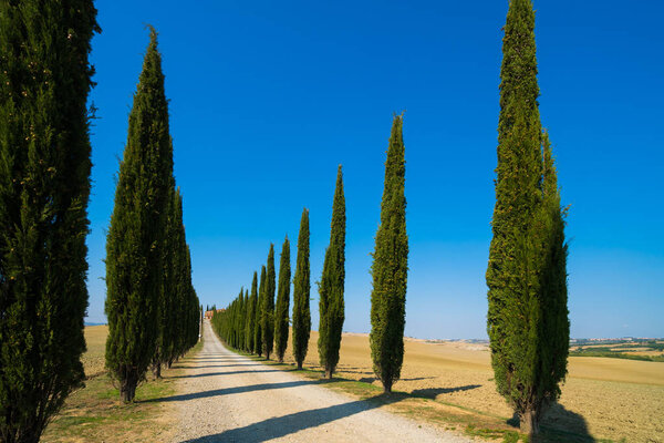 Tuscany landscape of cypress trees road in Italy.