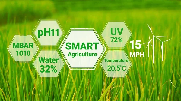 Smart digital agriculture technology by futuristic sensor data collection management by artificial intelligence to control quality of crop growth and harvest. Computer aided plantation grow concept.