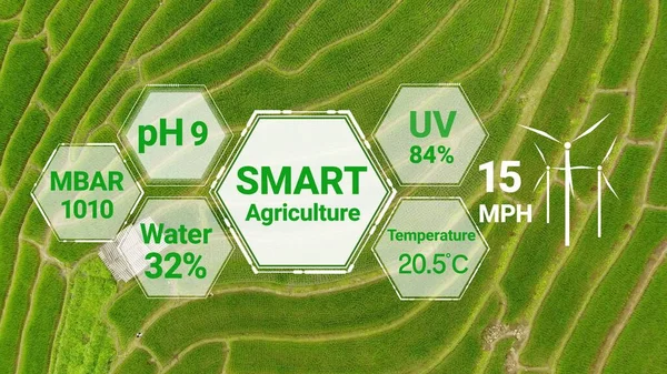 智能数字农业技术采用未来传感器数据采集管理 利用人工智能控制作物生长和收获质量 计算机辅助种植的概念 — 图库照片