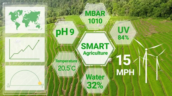 Smart digital agriculture technology by futuristic sensor data collection management by artificial intelligence to control quality of crop growth and harvest. Computer aided plantation grow concept.