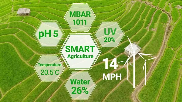 Smart digital agriculture technology by futuristic sensor data collection management by artificial intelligence to control quality of crop growth and harvest. Computer aided plantation grow concept.