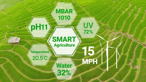 Smart digital agriculture technology by futuristic sensor data collection management by artificial intelligence to control quality of crop growth and harvest. Computer aided plantation grow concept.