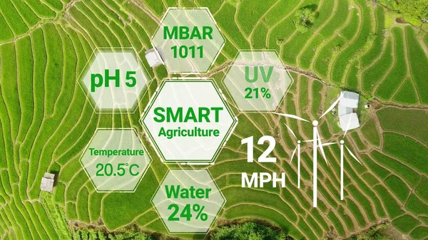 Smart digital agriculture technology by futuristic sensor data collection management by artificial intelligence to control quality of crop growth and harvest. Computer aided plantation grow concept.